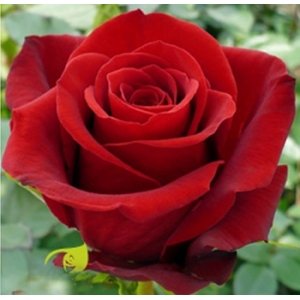 Роза красная импортная 60 см