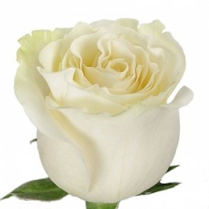 Роза белая импортная 60-70 см